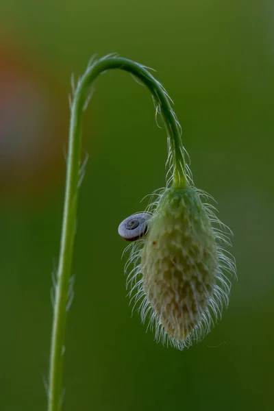 Bloem Met Macro Veel Detail — Stockfoto