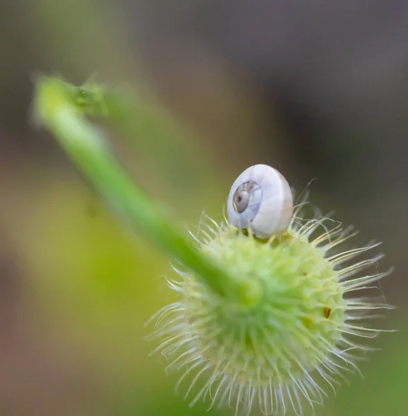 Fleur Avec Macro Dans Beaucoup Détails — Photo