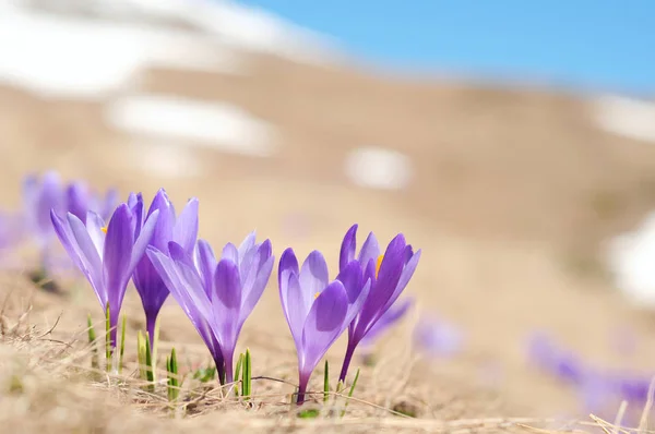 Violet Crocus Flowers Close — Stock Photo, Image