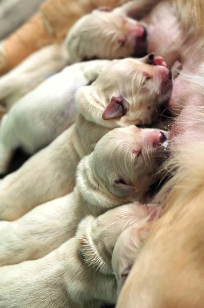 Recém Nascido Golden Retriever Filhotes Alimentando — Fotografia de Stock