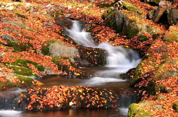 Ruisseau Montagne Dans Les Feuilles Tombées Tourné Avec Une Vitesse Images De Stock Libres De Droits