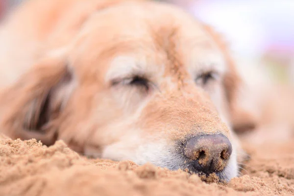 Pes Spí Pláži Nosem Pokrytou Pískem Zblízka Portrét Stock Obrázky