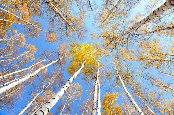 Berken Boom Tops Herfst Rechtenvrije Stockafbeeldingen