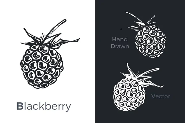 Hand drawn blackberry icons. Vector illustration — Stock Vector