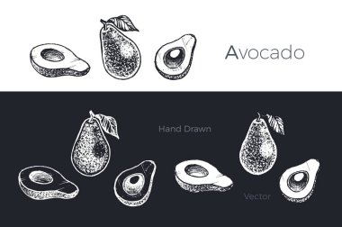 Elle çizilmiş avokado. Meyve sketch vektör set