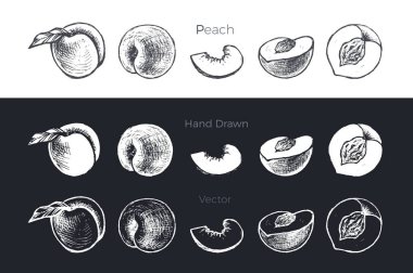 Elle çizilmiş kayısı ve şeftali. Vektör çizim set