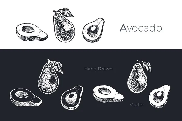 손으로 그린된 아보카도입니다. 과일 스케치 벡터 세트 — 스톡 벡터