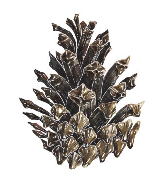 Kuru çam kozalağı suluboya illüstrasyon izole