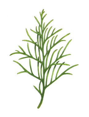 Suluboya mazı ağaç dalı üzerine beyaz izole