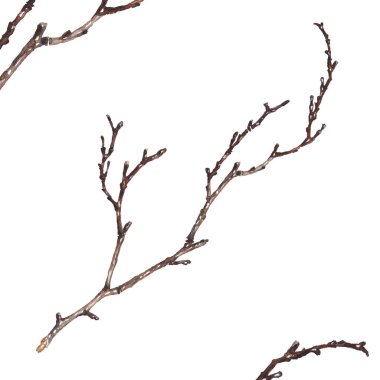 Ağaç dalı üzerine beyaz izole. Suluboya resim