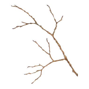 Ağaç dalı üzerine beyaz izole. Suluboya resim