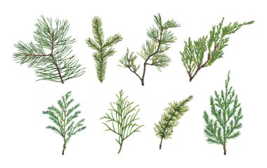 Ladin, köknar, çam veya Noel ağacı dalı kümesi