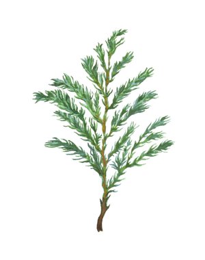 Suluboya selvi ağacı dalı üzerine beyaz izole