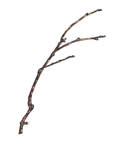 Κλαδί δέντρου που απομονώνονται σε λευκό. Ακουαρέλα τέχνης — Φωτογραφία Αρχείου