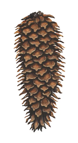 고립 된 건조 가문비나무 원뿔 수채화 그림 — 스톡 사진