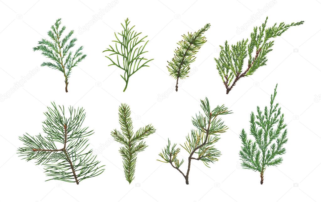 Set of Spruce, Fir, Pine or Christmas tree branch