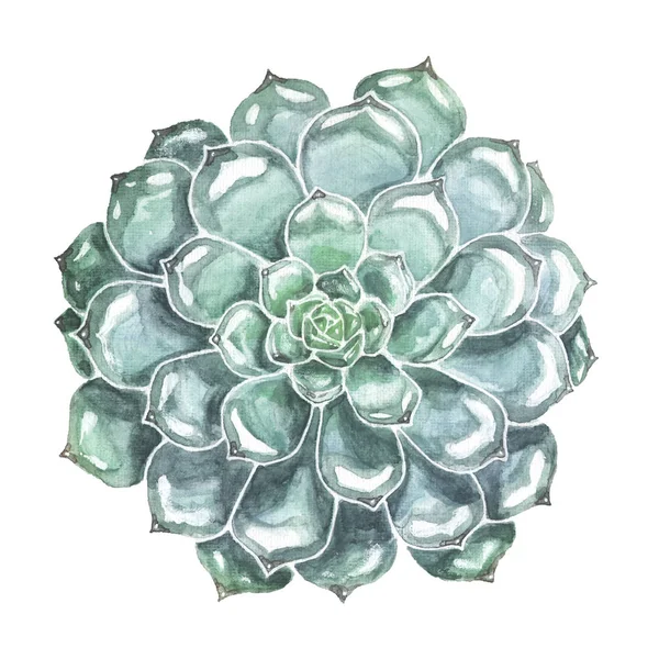 Blue Succulent Closeup. Watercolor Illustration — Stock Photo, Image