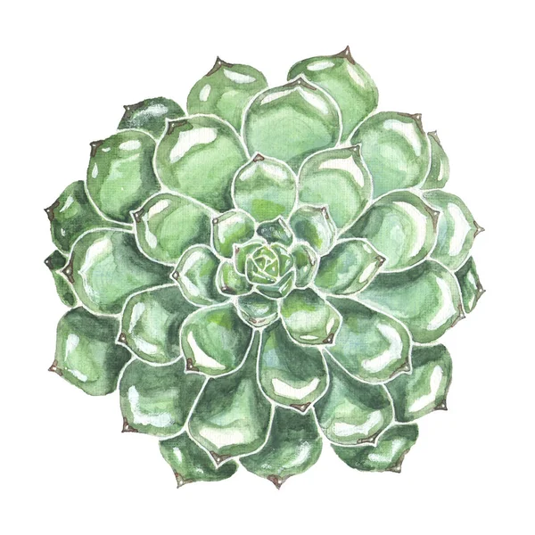 Gros plan succulent vert. Illustration aquarelle — Photo