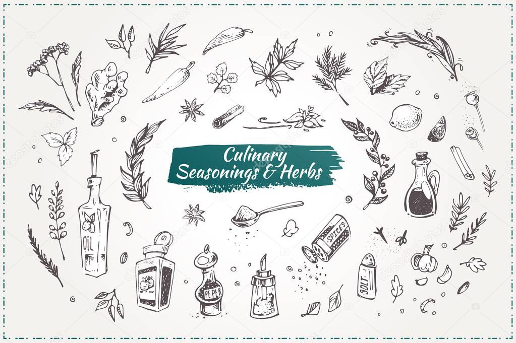 Culinary seasonings and herbs. Set of sketch hand drawn vector icons isolated on white. Doodle style elements for design restaurant menus and decorating cookbooks and recipes