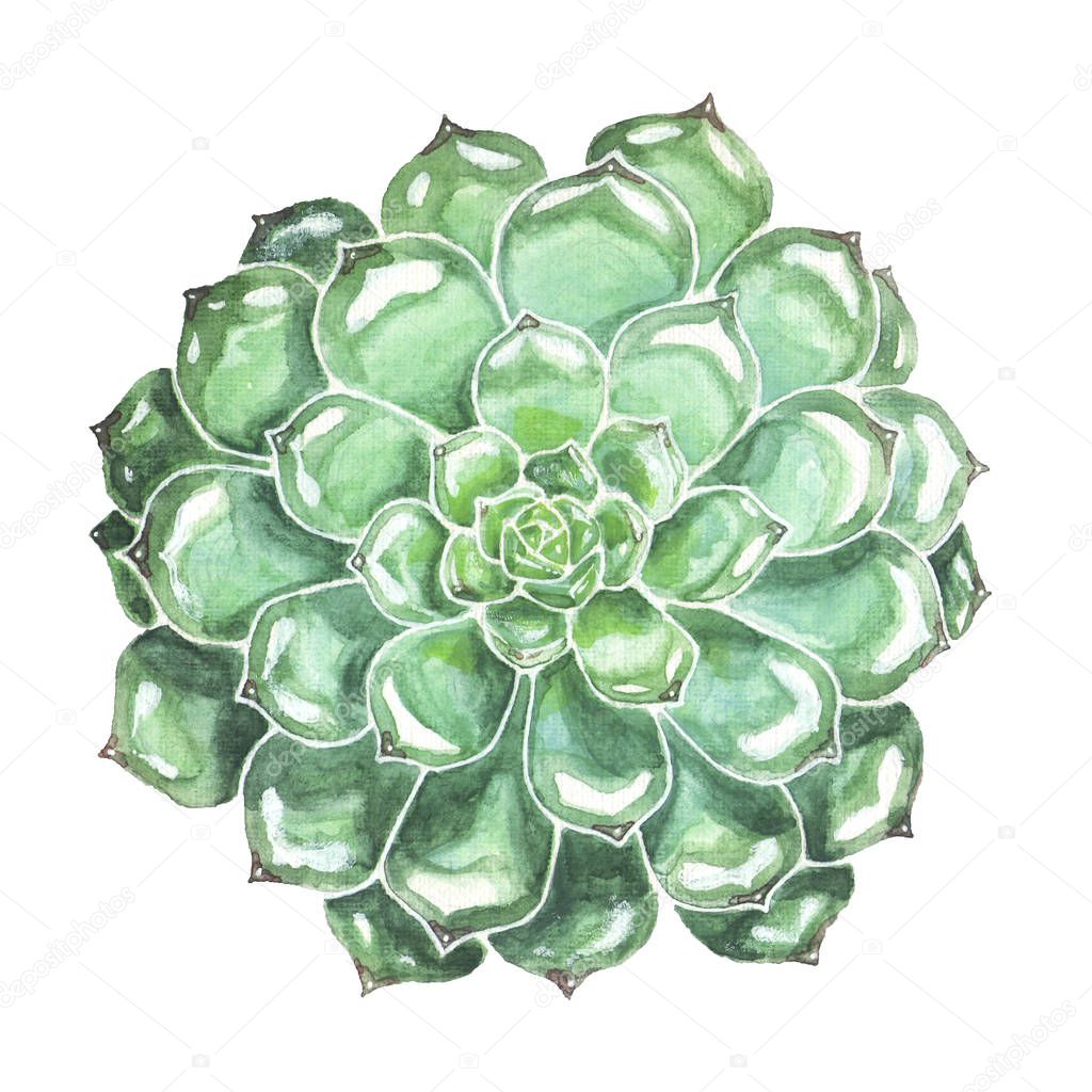 Succulent Closeup. Colorful Watercolor Illustration