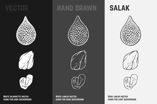 Salacca desenhada à mão. Conjunto de vetores de esboço de frutas de salak — Vetor de Stock