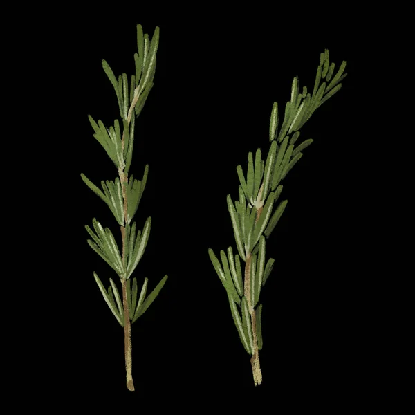 Rosemary surowy zielony gałąź izolowane ilustracja — Zdjęcie stockowe