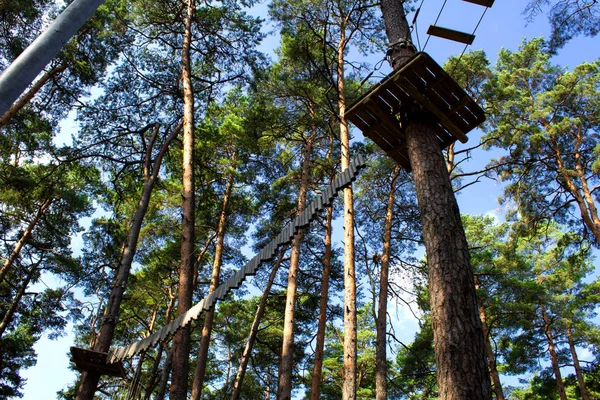 Park Linowy Sosnowym Lesie Letni Dzień — Zdjęcie stockowe