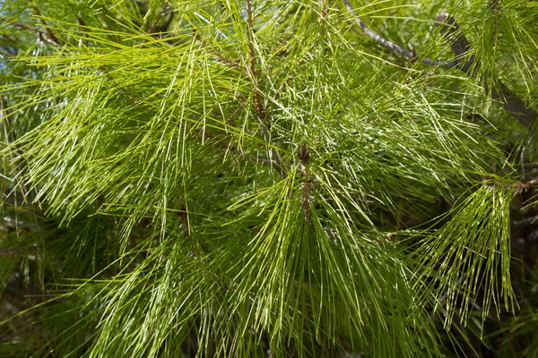 Pine Needles Sunny Day Closeup — Stock Photo, Image