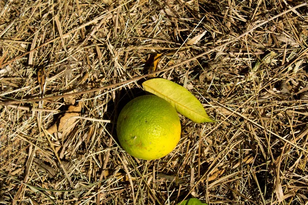 Незрелый Апельсин Сухой Траве — стоковое фото