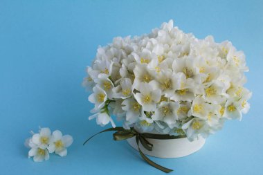 Mavi arka plandaki hediye kutusunda beyaz yasemin çiçekleri. Boşluğu kopyala.