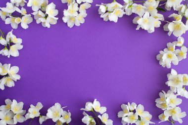 Yaz veya ilkbahar geçmişi. Mor arka planda beyaz yasemin çiçekleri. Üst görünüm. Boşluk Kopyala.