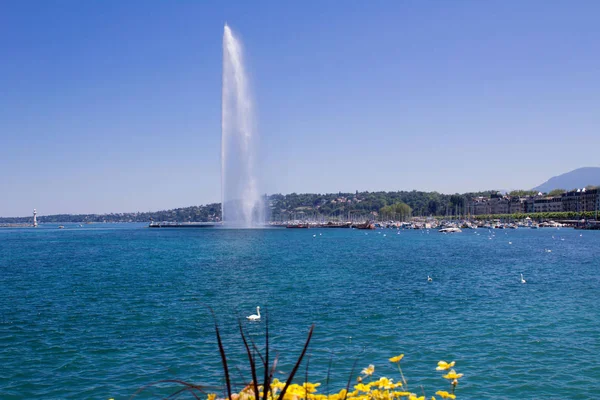 Панорамный Вид Озеро Фонтан Летний День Женева — стоковое фото