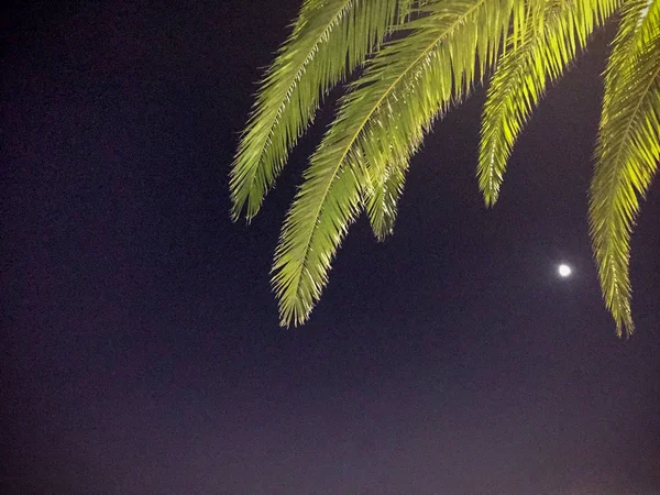 Des Branches Palmier Contre Ciel Nocturne Fond Tropical Espace Copie — Photo