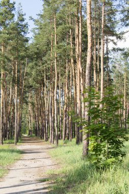 Yaz gününde çam ormanının güzel manzarası. Konum dikey.