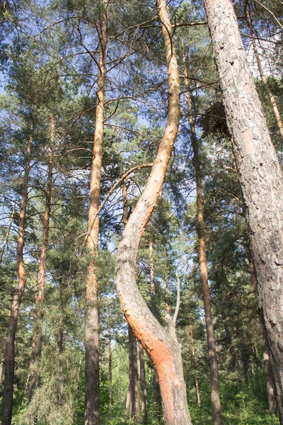 夏の日に森の中で珍しいまたは湾曲した松 場所縦 — ストック写真