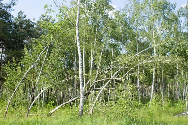 Brutna Eller Fallna Björkar Skogen Sommardagen — Stockfoto