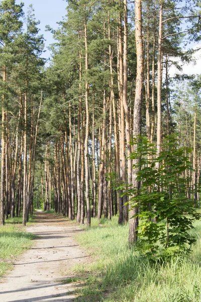 Yaz gününde çam ormanının güzel manzarası. Konum dikey.