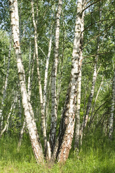 Krásný Výhled Březový Les Letním Dni Umístění Svisle — Stock fotografie