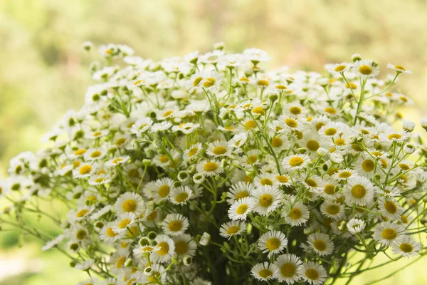 Bouquet Field Chamomiles Background Greenery Closeup Summer Flowers Concept — Stock Photo, Image