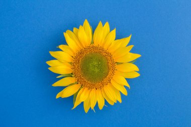 Mavi yüzey merkezindeki ayçiçeğinin üst görüntüsü. Yakın çekim..