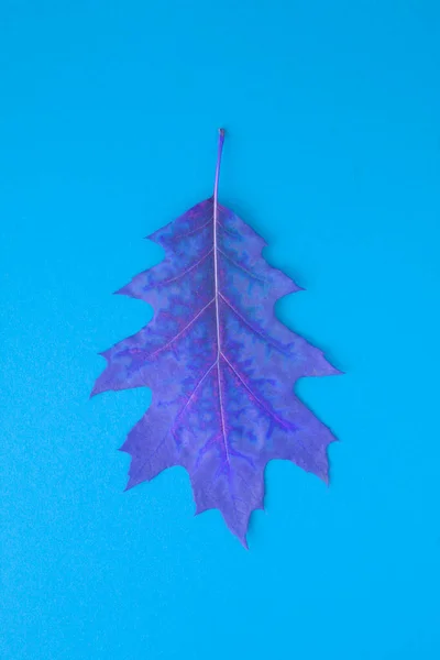 Fond Automne Vue Dessus Feuille Bleue Sèche Sur Fond Bleu — Photo