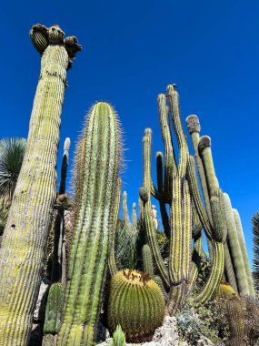 Bir yaz günü botanik bahçesinde kaktüs. Yakın plan. Eze. Fransa.