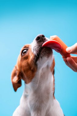 Köpeği sosis, sucuk yalama bir mavi arka plan üzerinde tease lezzetli sosis