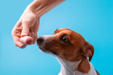 Köpeği sosis koklama mavi bir arka plan üzerinde sosis, Miken'de tease