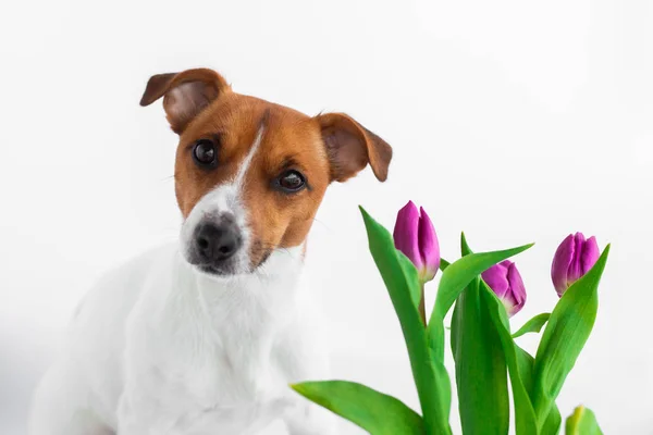 有花的狗 白色背景的杰克 鲁塞尔 — 图库照片