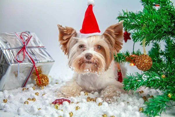 Tiny Cute Puppy Yorkshire Terrier Celebrates Christmas New Year Dog — Stock Photo, Image