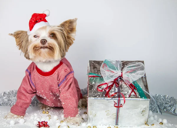 Little Puppy Celebrates New Year — Stock Photo, Image