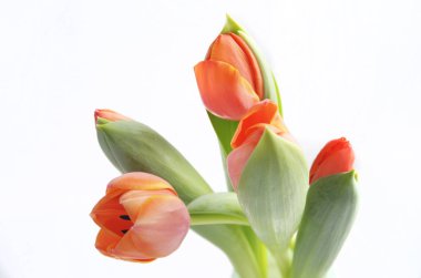 renkli Lale çiçek arka plan, bulanık çiçekler.