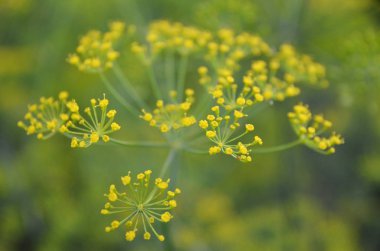 Arka plan ile dill şemsiye portre. Bahçe bitki. Bahçe şemsiye bahçede Tarih kokulu dereotu
