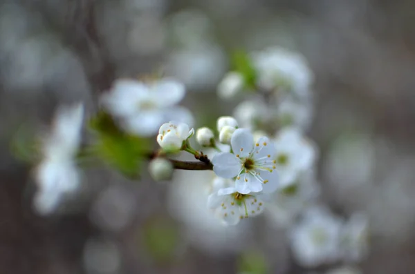 Photo of blossoming tree brunch with white flowers on bokeh — Stock Photo, Image